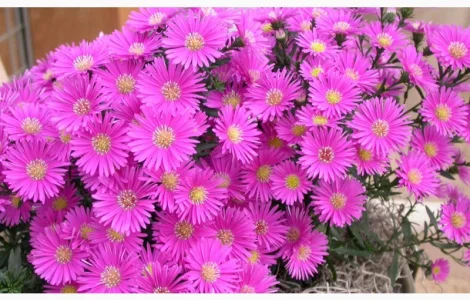 Мелколепестник крупный куст дешево 69 грн