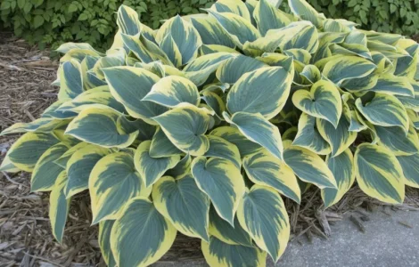 Хоста королевская Wide Brim дешево всего 99 грн