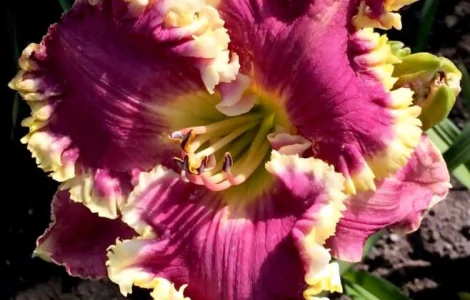 Лилейники махровые крупные новые сорта дешево