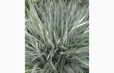 Фалярис тростниковый африканская экзотика