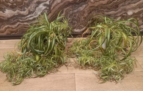 Хлорофитум кудрявый комнатный