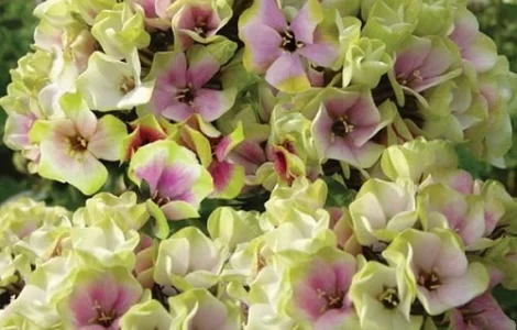 Флоксы крупные новые сорта дешево