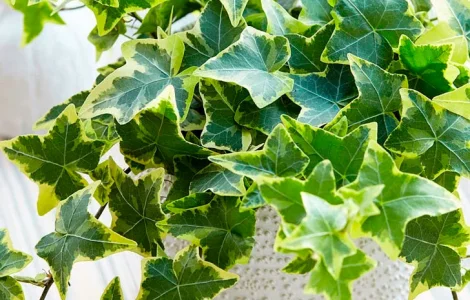 Плющ канарский и садовый дешево