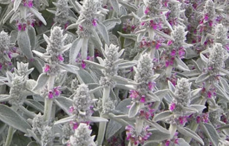 Чистец византийский "Заячьи ушки" сортовой дешево