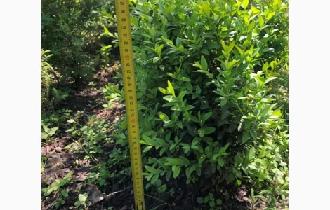 Продам Самшит (Buxus)