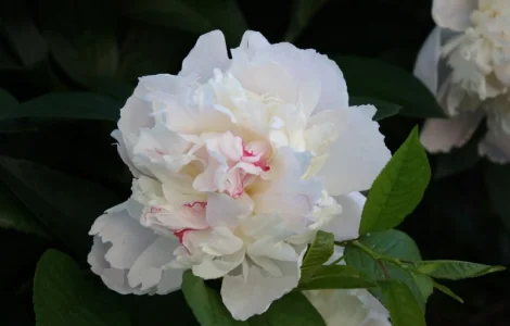 Саджанець піона білого