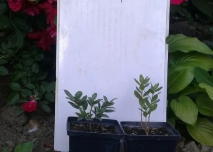 Рододендрон