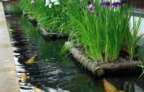 Водные растения