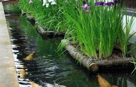 Водные растения