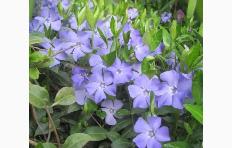 Продам саджанці Барвінку