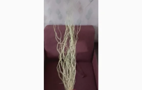 Гілочки крученої верби