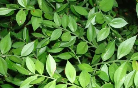 Продаю Рускус