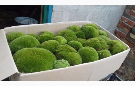 Живий!мох кочка