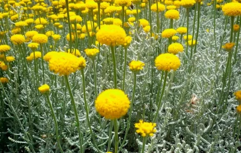 Сантолина перистая