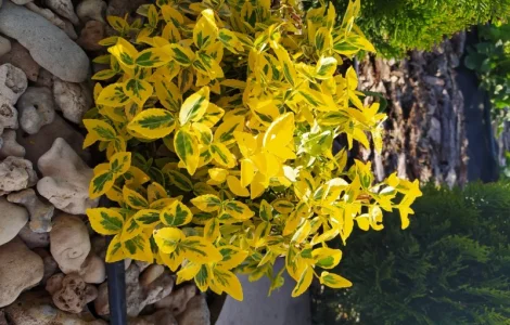 Бересклет Эмеральдгаети