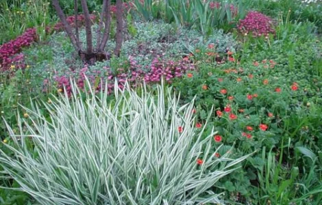 Двукисточник тростниковый, или фалярис