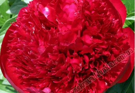 Пион травянистый "Диана Паркс