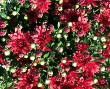 Хризантема шаровидная