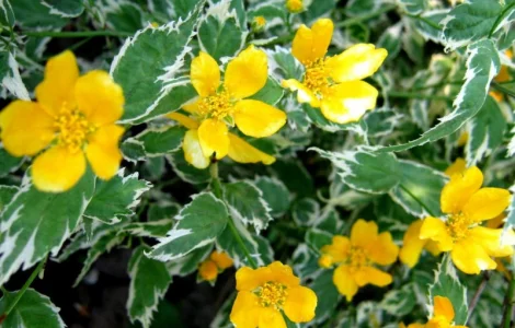 Керрия японская «Picta» 20-30 см