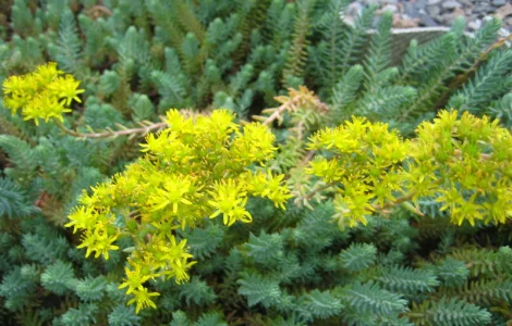 Очиток отогнутый Блу Форест