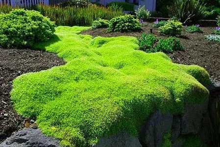 Мшанка шиловидная (Ирландский мох) - саженцы