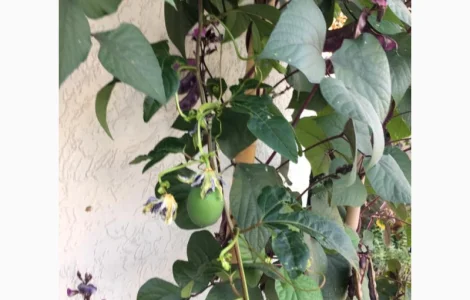 Саженцы пассифлоры маракок