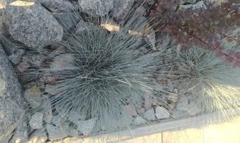 Декоративные травы Овсец вечнозеленый (Helictotrichon sempervirens)