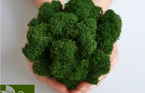 Стабилизированный декоративный мох из Скандинавии