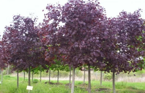 Предлагаю саженцы декоративных деревьев и кустарников