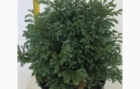 Кипарисовик горохоплодный Бульварл С5л