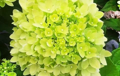 Саженцы гортензии метельчатая ПИНК ДАЙМОНД