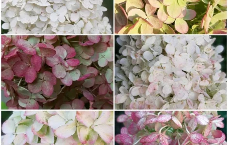 Набір волотистих гортензій, на штамбі від 1 метра (біла рожева зелена)