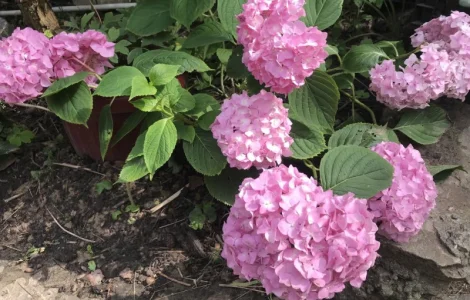 Гортензія великолиста квітуча, рожева Сл. ремонтантна