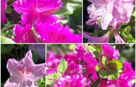 Саженцы Вейгели 1шт