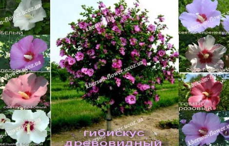 Гибискусы древовидные разных сортов