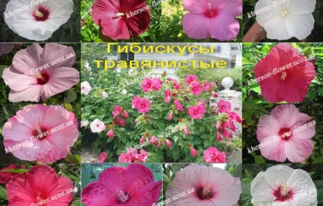 Многолетние декоративные растения