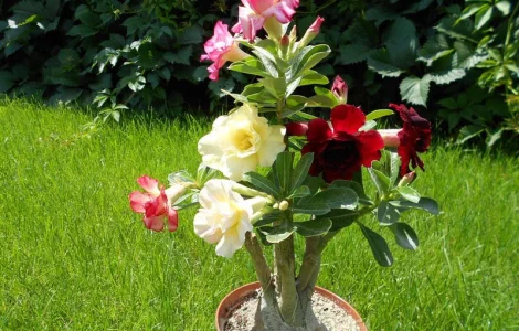 Мультипрививки махровых адениумов