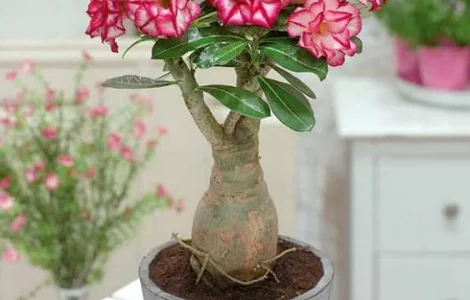 Привитые адениумы обессум