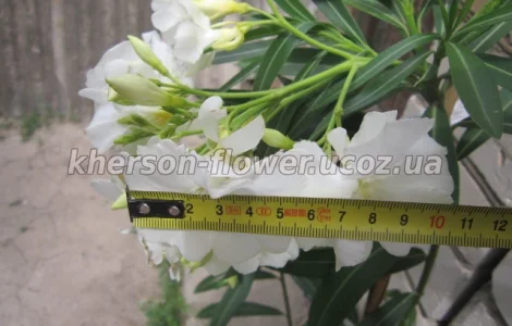 Олеандр белый махровый MONT BLANC