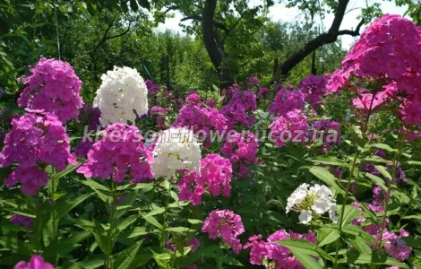 Флоксы многолетние высокорослые метельчатые