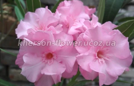 Олеандр махровый LOUIS POUGET нежно-розового цвета