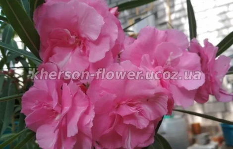 Олеандр ярко-розовый махровый SPLENDENS GIGANTEUM