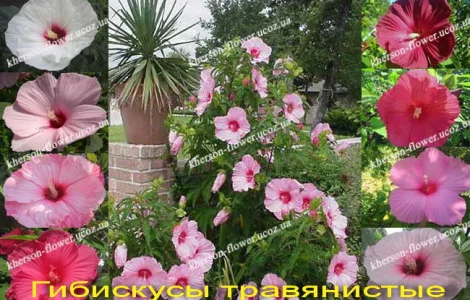 Гибискусы гибридные травянистые кустовые