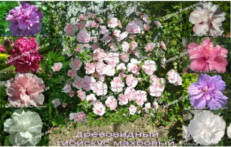 Гибискусы древовидные махровые 18 сортов