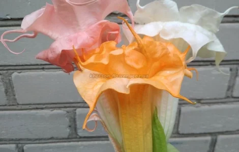 Продам укорененные черенки бругмансии: простые и махровые, разные цвета