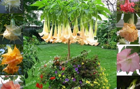 Бругмансии махровые и простые - укорененные черенки