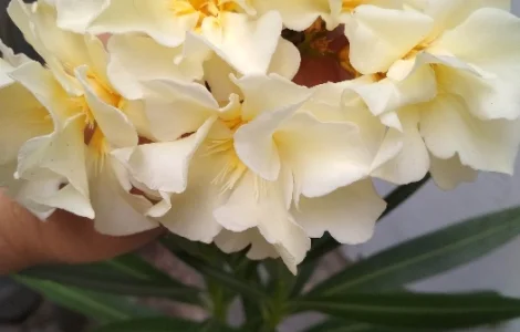 Олеандры махровые 6 сортов