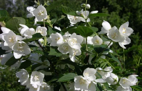 Жасмин (чубушник) – ароматный декоративный кустарник