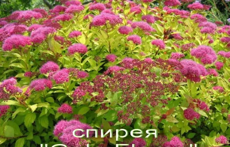 Декоративный кустарник спирея 5 сортов
