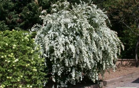 Спирея Вангутта (невеста) – живая изгородь